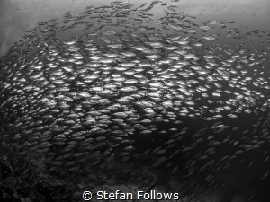 All That Glitters ... !Smoothtailed Trevally - Selaroides... by Stefan Follows 